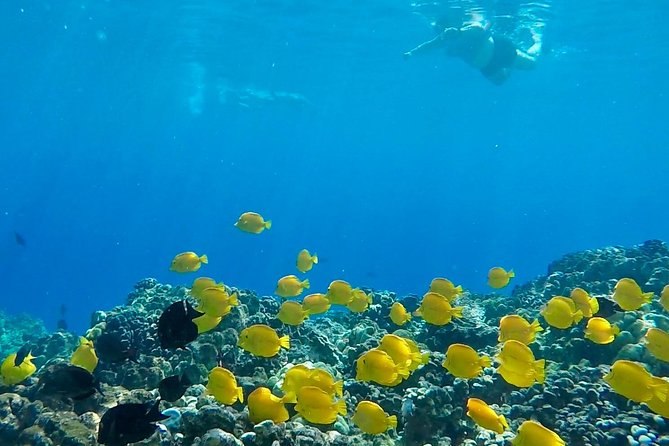 Small Group Snorkeling Expedition South Kona - The private black sand beach