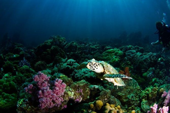 Small Group Snorkeling Expedition South Kona - Sea caves, lava tubes, and the ride between stops