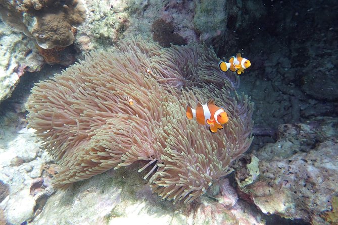 Snorkel Adventure Sea Tour to Koh Rok and Koh Haa from Koh Lanta - Koh Haa lagoon and the first reef stop