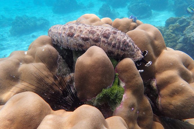 Snorkel Adventure Sea Tour to Koh Rok and Koh Haa from Koh Lanta - Group size, guiding, and the feel of the day