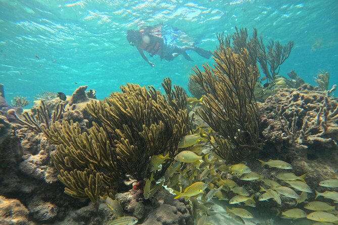 Snorkel at the Reef 2 HOURS Puerto Morelos National park - Reaching the Puerto Morelos reef