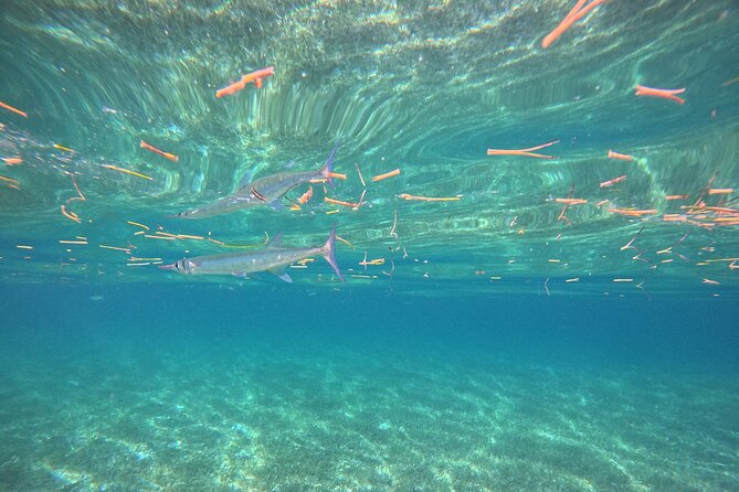 Snorkel at the Reef 2 HOURS Puerto Morelos National park - Equipment, swimming, and comfort in the water