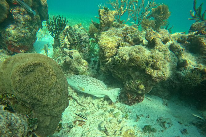 Snorkel at the Reef 2 HOURS Puerto Morelos National park - Is $43.01 a fair price?