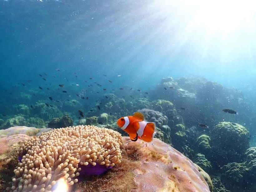 Snorkel & Chill: Nemo Island Trip from Pattaya - Who should book, and who should skip it