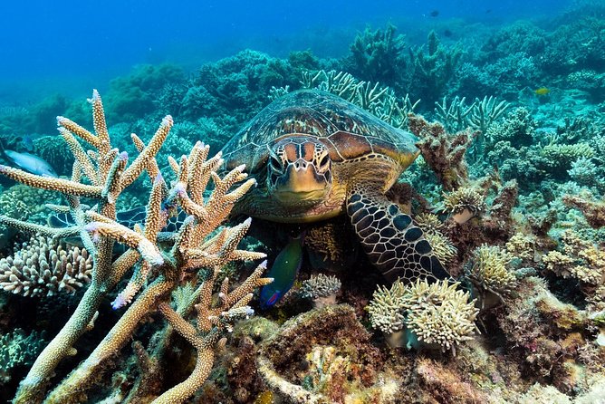 Snorkel & Dive the Reef: Sustainable, Scientific & Cultural Tour - Optional water activities and helicopter views