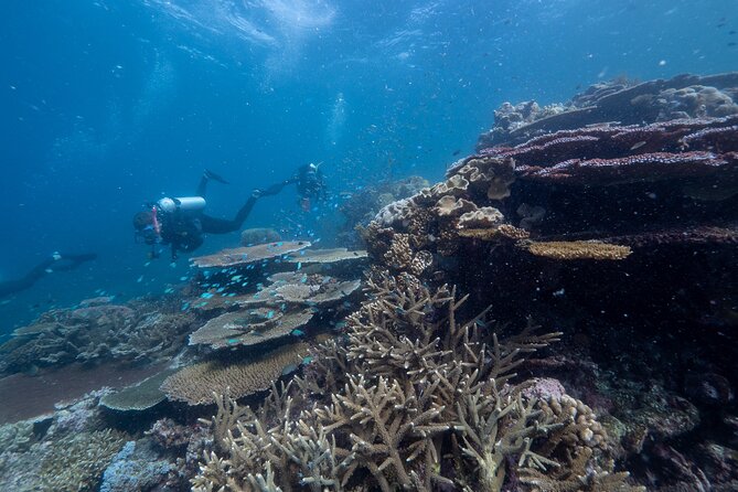 Snorkel & Dive the Reef: Sustainable, Scientific & Cultural Tour - Lunch, tea, and the practical rhythm of the day