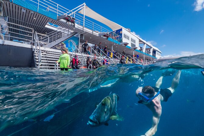 Snorkel & Dive the Reef: Sustainable, Scientific & Cultural Tour - Snorkelling beside coral and tropical fish