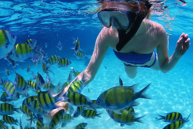 Snorkel in the second largest reef in the world Colorful tour in Puerto Morelos - The costs that can change the value