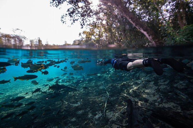 Snorkel in the Sucuri River - Floating through the Rio Sucuri