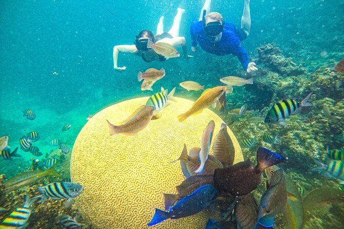 Snorkel Lovers for All Ages & Premium Seafood Lunch in Punta Cana - Key points before you book