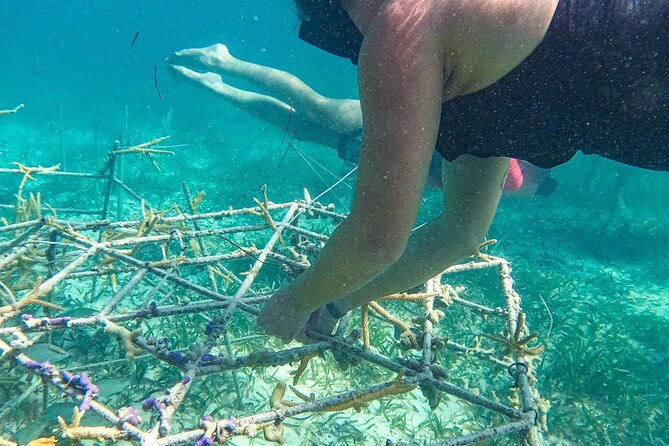 Snorkel Lovers for All Ages & Premium Seafood Lunch in Punta Cana - Boat space, timing, and practical comfort