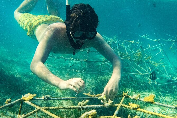 Snorkel Lovers for All Ages & Premium Seafood Lunch in Punta Cana - Who will enjoy this most