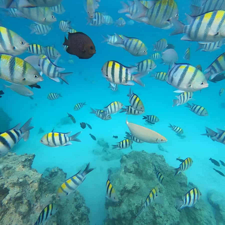 Snorkel Mnemba’s Reefs & Swim with Dolphins Adventure - Who will enjoy this trip most