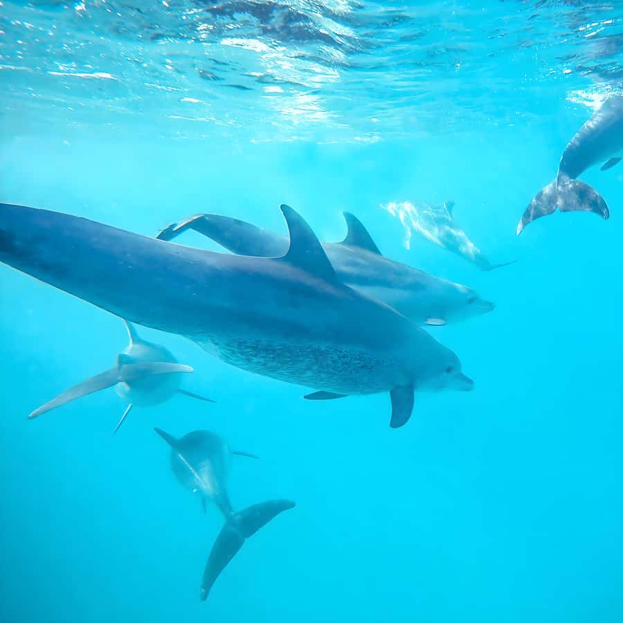 Snorkel Mnemba’s Reefs & Swim with Dolphins Adventure - Two hours around Mnemba’s reef