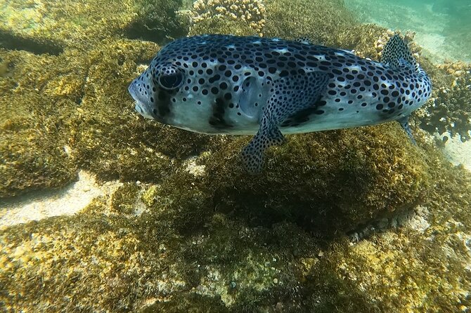 Snorkel Privately in Cabo San Lucas - Snorkeling with Roger in the water