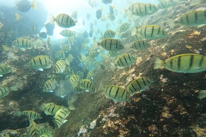 Snorkel Privately in Cabo San Lucas - What the three hours feel like