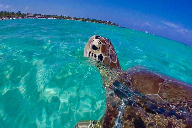 Snorkel St. John Tour from Sapphire and Margaritaville - Key points to know before you book