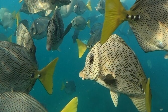 Snorkel & Sunset Sail in Cabo San Lucas - Is $110 a good value?