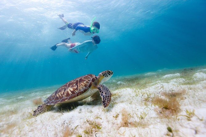 Snorkel & Swim with Turtles. Semi Private Tour to Buck Island & Honeymoon Beach - What this St. Thomas boat trip actually feels like