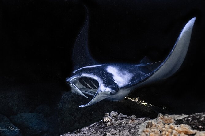 Snorkel With Giant Manta Rays In Kailua Kona - Key points before you book