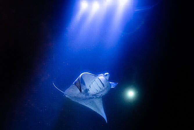 Snorkel With Giant Manta Rays In Kailua Kona - Checking in at Honokohau Small Boat Harbor