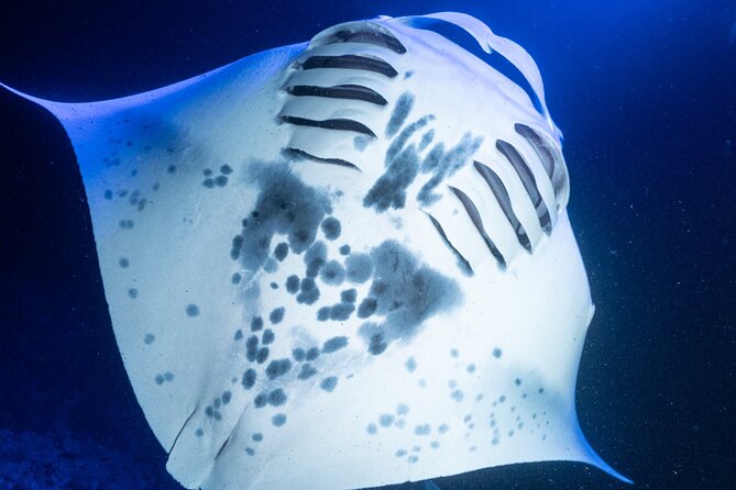 Snorkel With Giant Manta Rays In Kailua Kona - Is the $137 price good value?