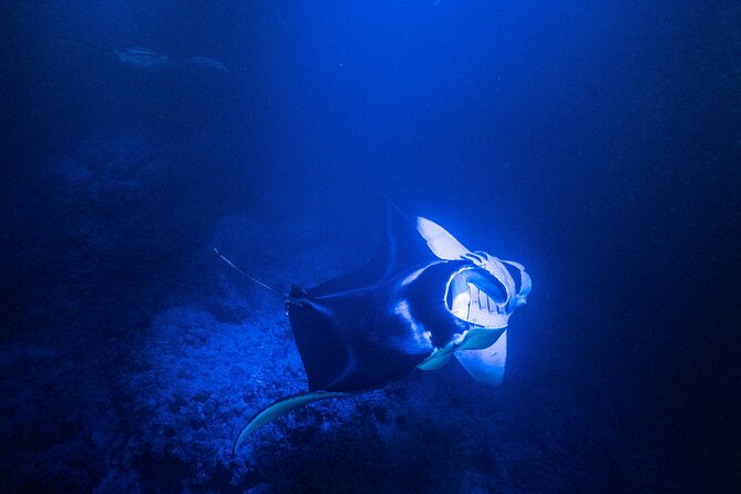 Snorkel With Giant Manta Rays In Kailua Kona - The 15 to 20 minute ride along the Kona coast