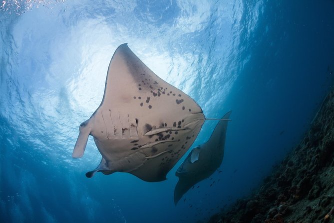 Snorkel with Manta Rays Guaranteed - Key points to know before you book