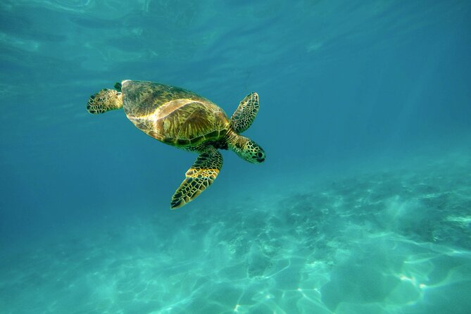 Snorkel with Turtles Gold Coast - The key details at a glance