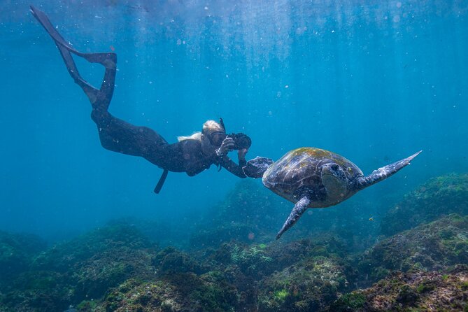 Snorkel with Turtles Gold Coast - Why Cook Island is worth the short trip