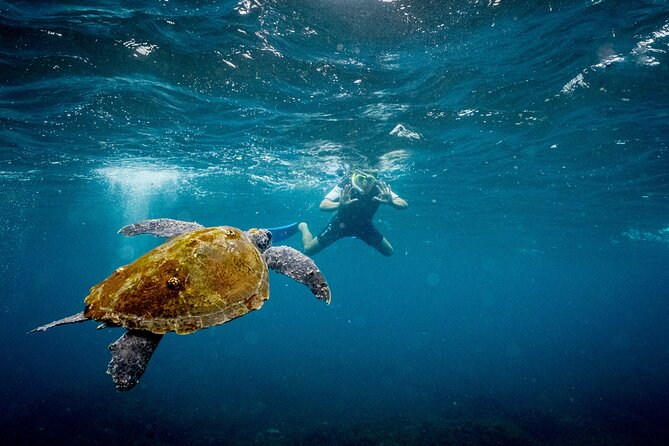 Snorkel with Turtles Gold Coast - Fresh fruit and a sensible trip length