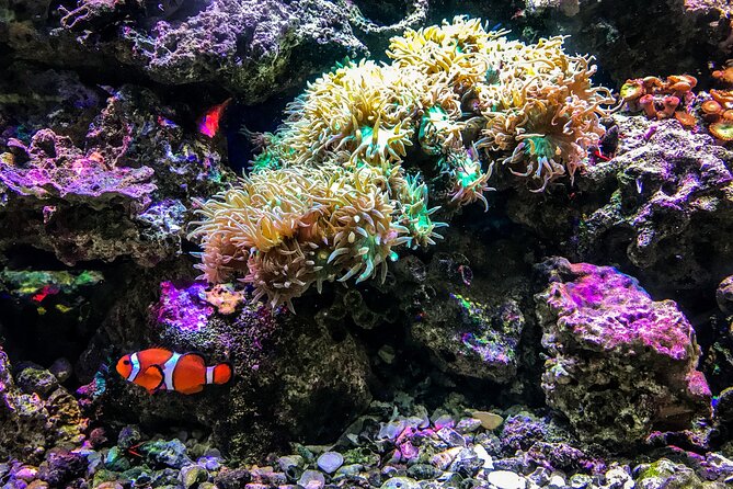 Snorkel with Turtles Gold Coast - Is $114.04 good value?