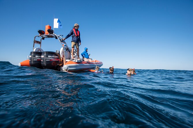 Snorkel with Turtles Gold Coast - Who will enjoy this tour most?