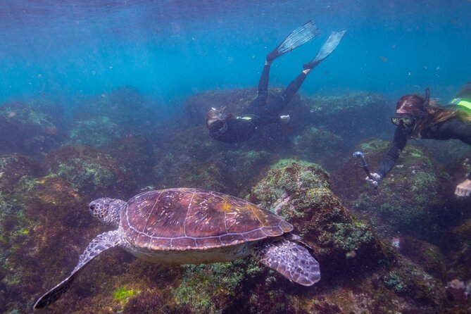 Snorkel with Turtles Gold Coast - Starting at Chinderah and heading offshore