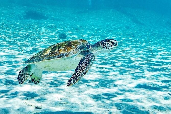 Snorkel with Turtles & Kenepa Grandi Beach: Nr.1 Island Day Trip - Key points at a glance