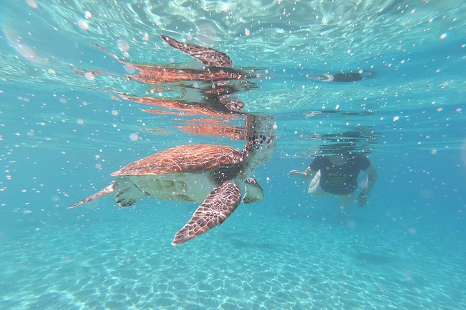 Snorkel with Turtles & Kenepa Grandi Beach: Nr.1 Island Day Trip - What the $75 tour really includes
