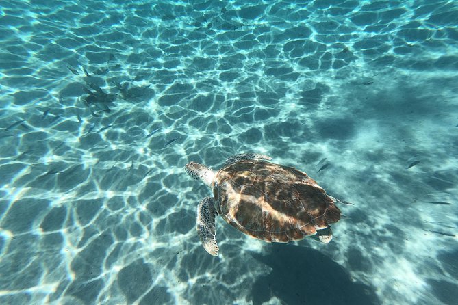 Snorkel with Turtles & Kenepa Grandi Beach: Nr.1 Island Day Trip - Kenepa Grandi delivers the beach scenery