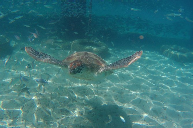 Snorkel with Turtles & Kenepa Grandi Beach: Nr.1 Island Day Trip - The flamingo stop is quick and unpredictable
