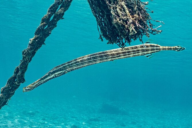 Snorkel with Turtles & Kenepa Grandi Beach: Nr.1 Island Day Trip - Guides make the difference