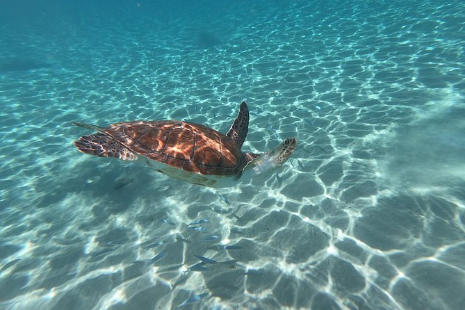 Snorkel with Turtles & Kenepa Grandi Beach: Nr.1 Island Day Trip - What to pack for a smoother day