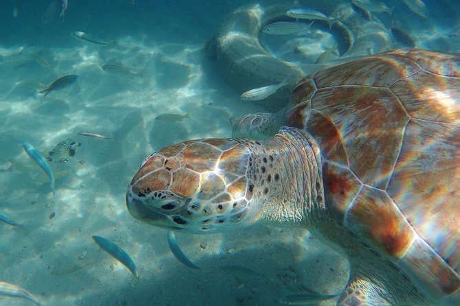 Snorkel with Turtles & Kenepa Grandi Beach: Nr.1 Island Day Trip - Who will enjoy this Curaçao excursion most?
