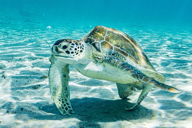 Snorkel with Turtles & Kenepa Grandi Beach: Nr.1 Island Day Trip - Playa Grandi: the turtle encounter