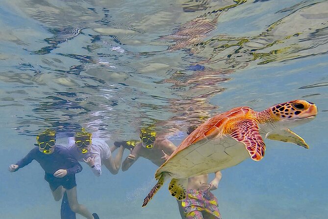 Snorkel with Turtles & see the Flamingos - Key points at a glance