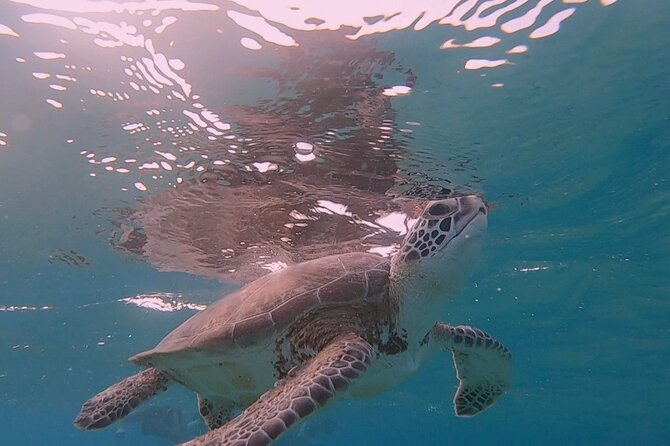 Snorkel with Turtles & see the Flamingos - What this Bonaire outing is really like