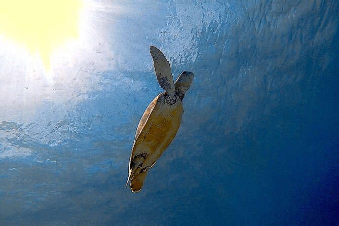 Snorkel with Turtles & see the Flamingos - Why the guide makes the difference