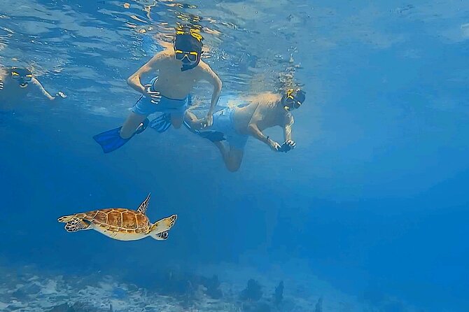 Snorkel with Turtles & see the Flamingos - Value at $71.65 per person