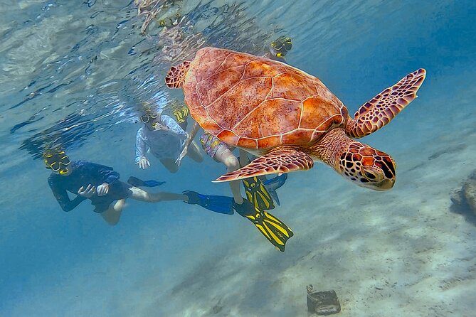 Snorkel with Turtles & see the Flamingos - Who should book it