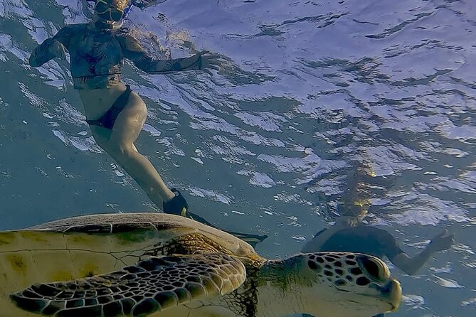 Snorkel with Turtles & see the Flamingos - Practical details before you go