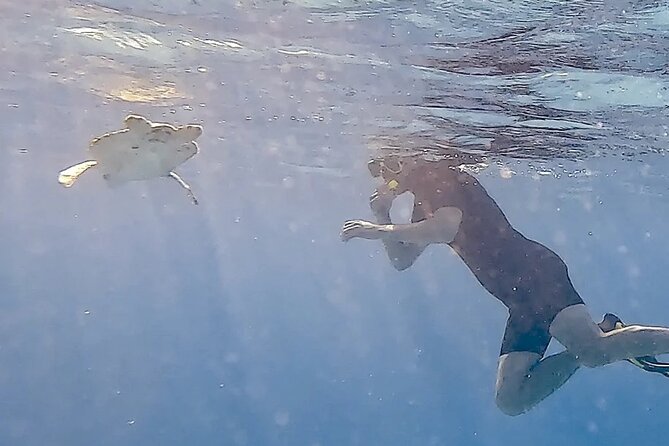 Snorkel with Turtles & see the Flamingos - Meeting Bonaire’s turtles without disturbing them
