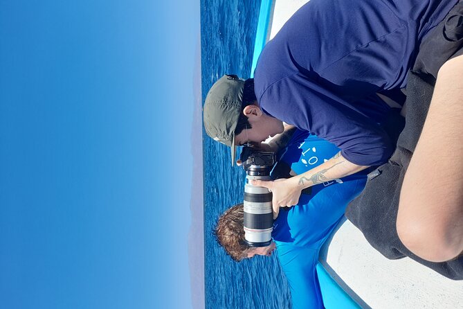 Snorkel with whale sharks includes equipment & transportation - What the water entry may feel like